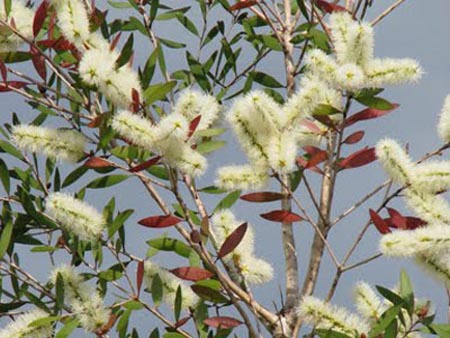 flowering