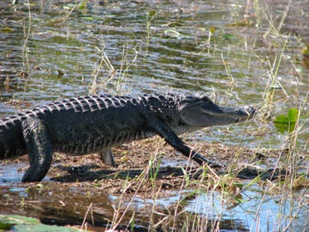 gator