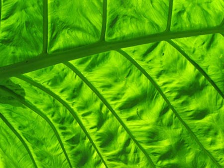 leaf