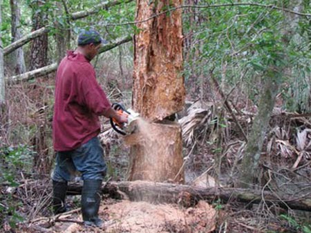 melaleuca